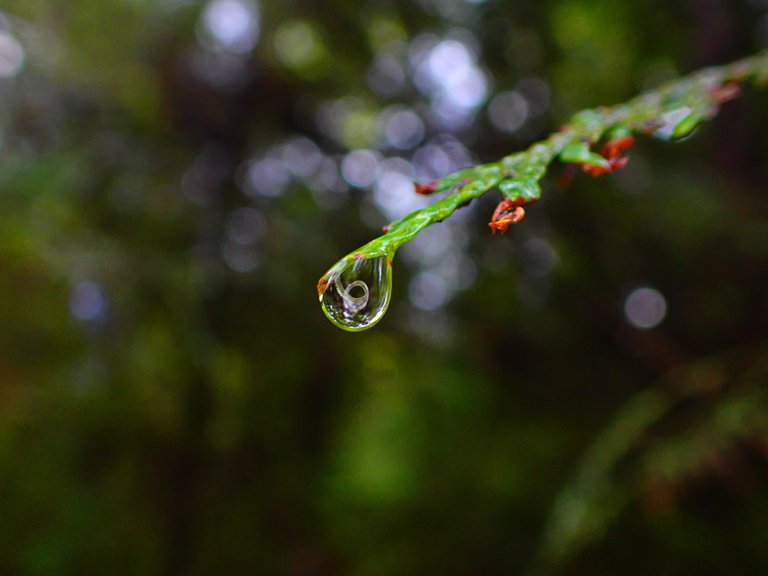 macro_nature0012.jpg
