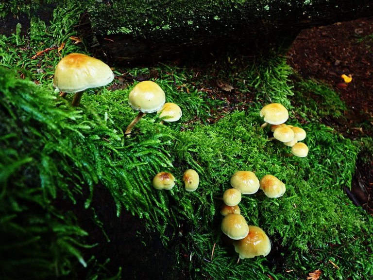 Fungi_Forest_ParkPC010081.jpg