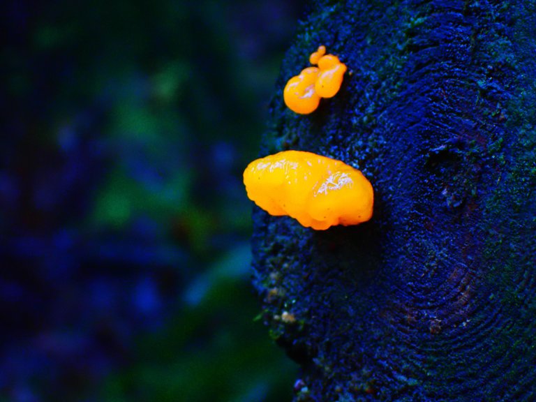 macro_nature0002.jpg