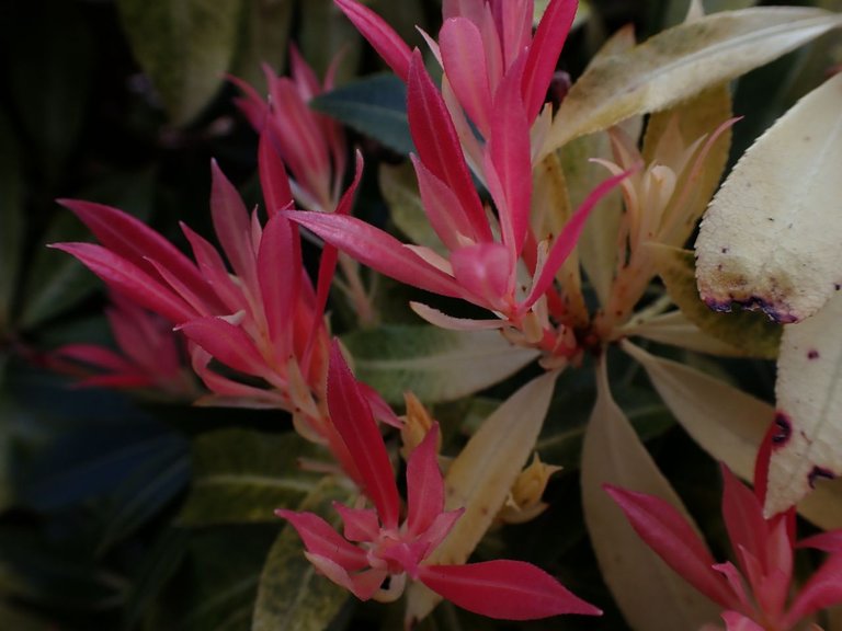 Flowers_Van_Island0009.jpg