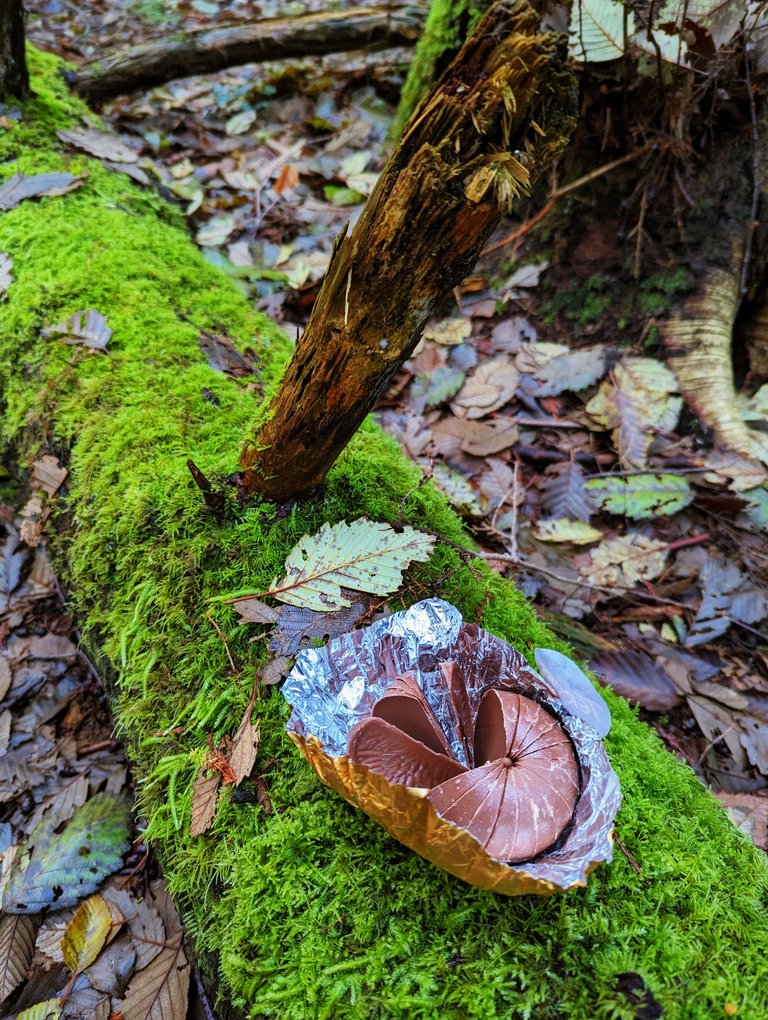SP_Forest0004.jpg