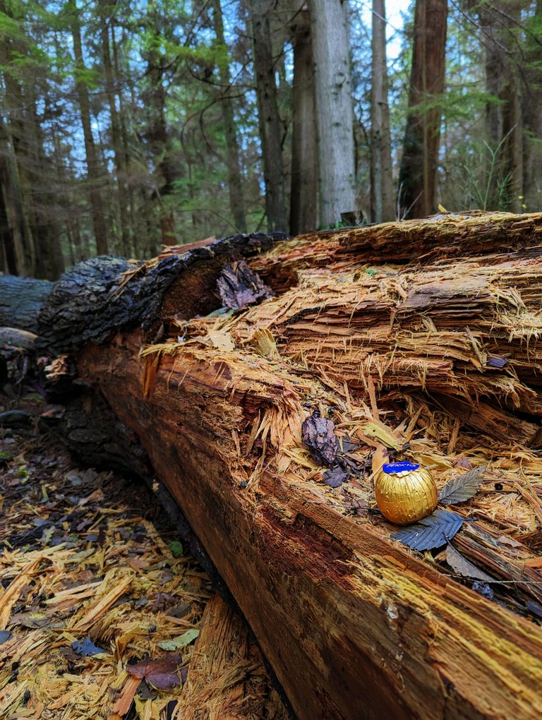 SP_Forest0002.jpg