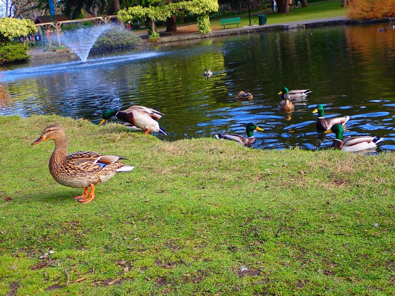 ducks_0005.jpg