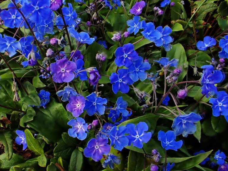 Flowers_Van_Island0011.jpg