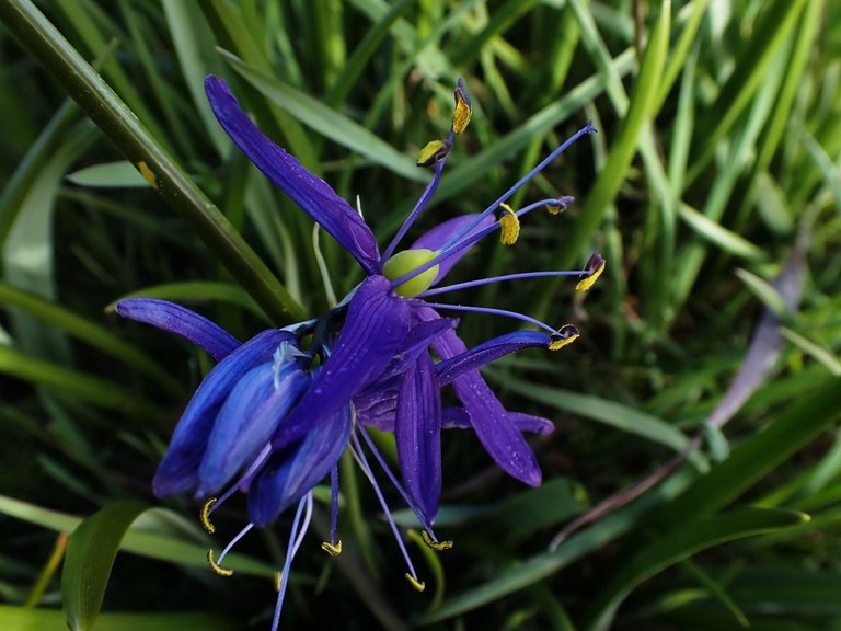 Flowers_Van_Island0001.jpg