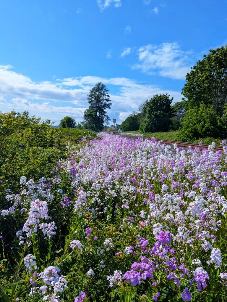 WR Flowers On TrainTrack02.jpg