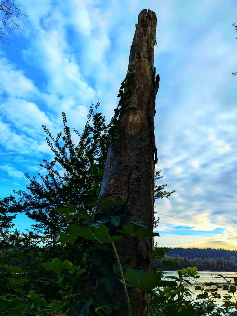 Trail_Hike_BurnabyPXL_20240930_235649808.jpg