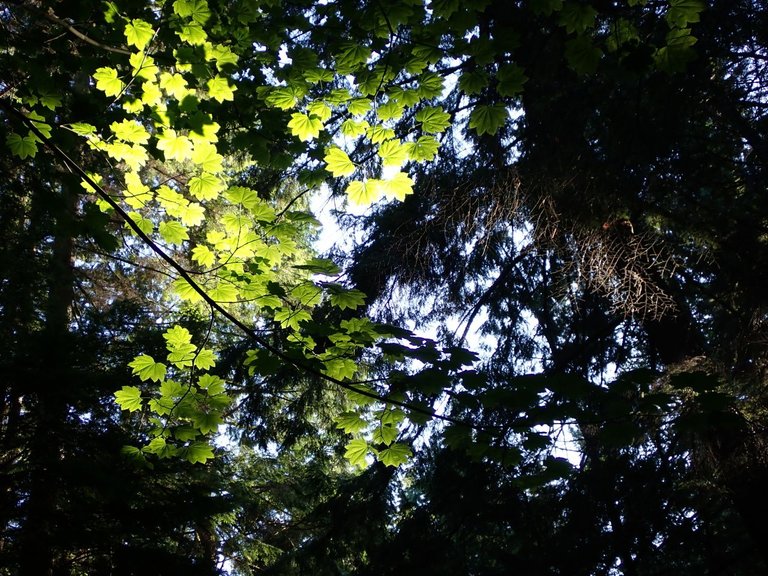 sunlight on leaves.jpg