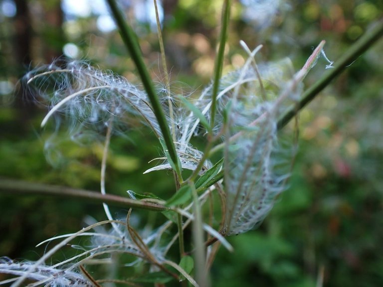Wisp plant02.jpg
