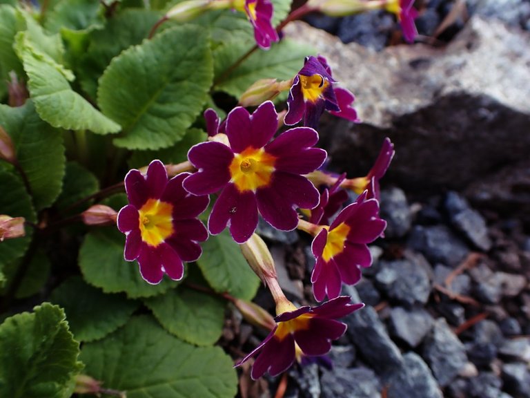 Flowers_Van_Island0007.jpg