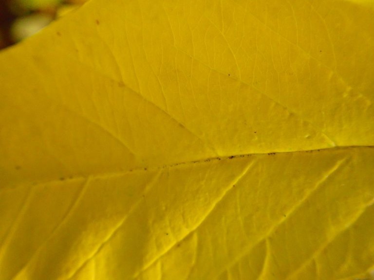 yellow_leaf.jpg