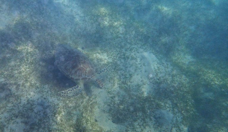 Turtle28.jpg