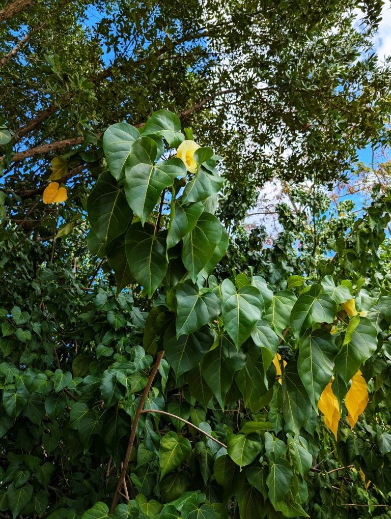 Flowers and foliage.jpg