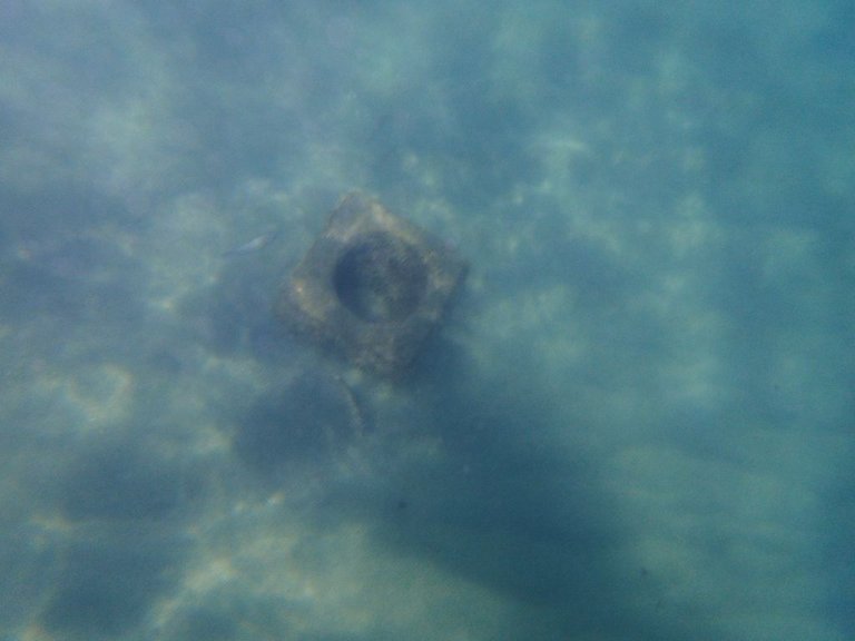 Turtle12.jpg