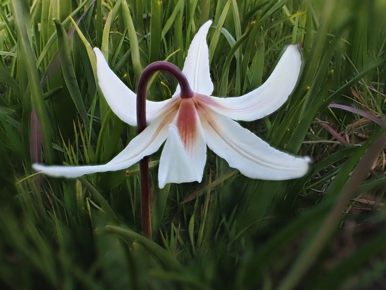 Flowers_Van_Island0002.jpg