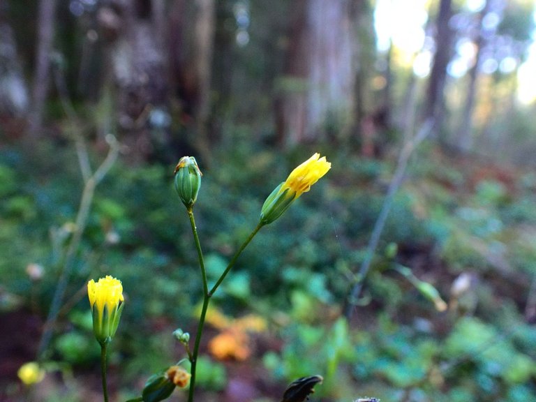 flower_yellow_buds.jpg