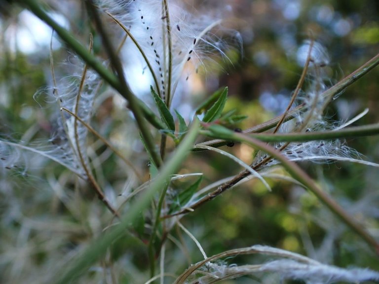 Wisp plant01.jpg