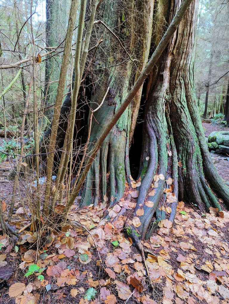 SP_Forest0003.jpg