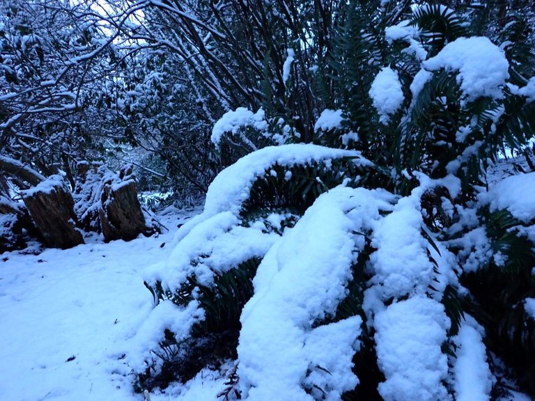 Snow_Covered_Plant_0005.jpg