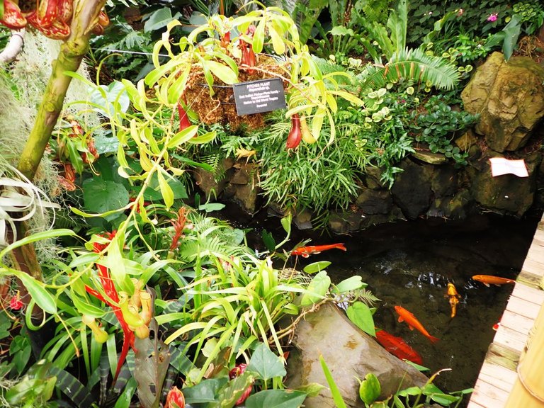 Koi at ConservatoryPA060136.jpg