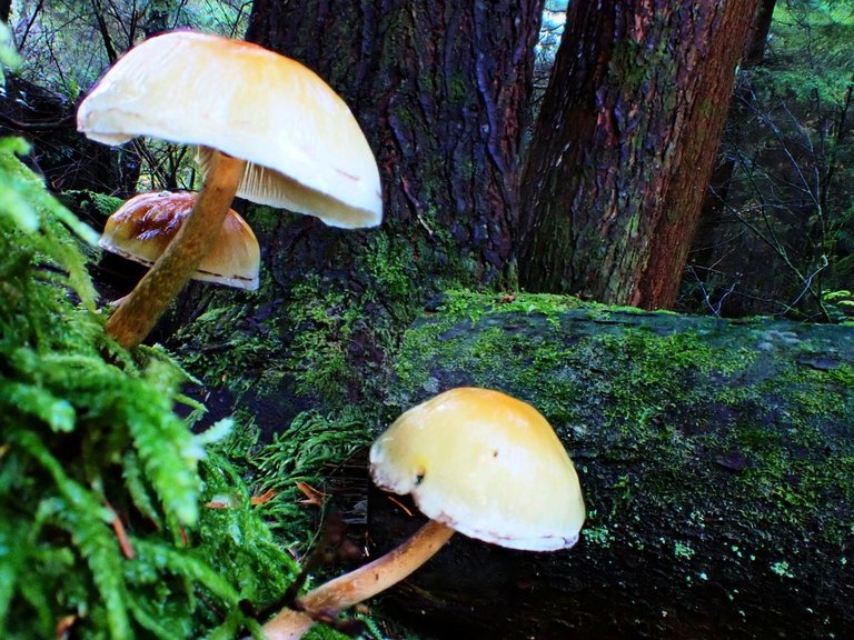 Fungi_Forest_ParkPC010071.jpg