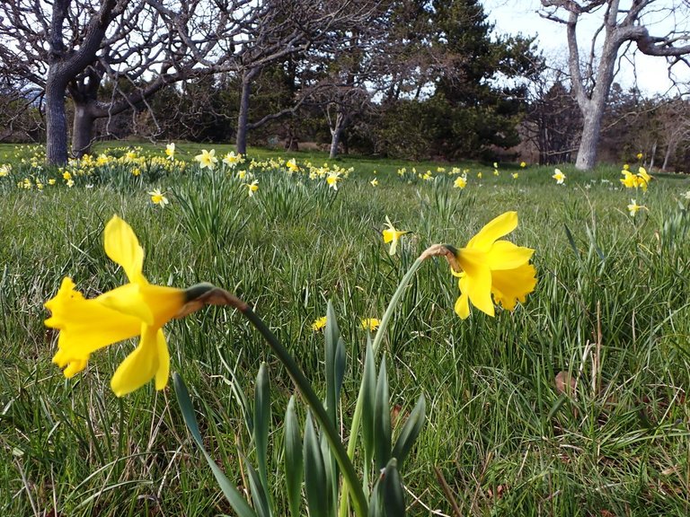 Flowers_Van_Island0004.jpg