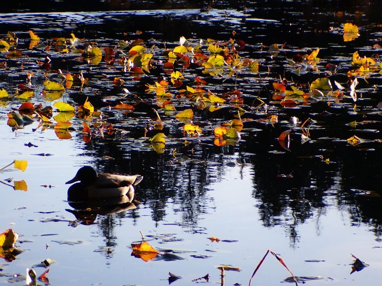 Ducks Lake AfternoonPC010140.jpg