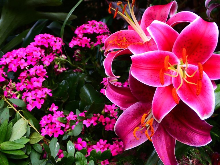 Conservatory_FlowersPA060071.jpg