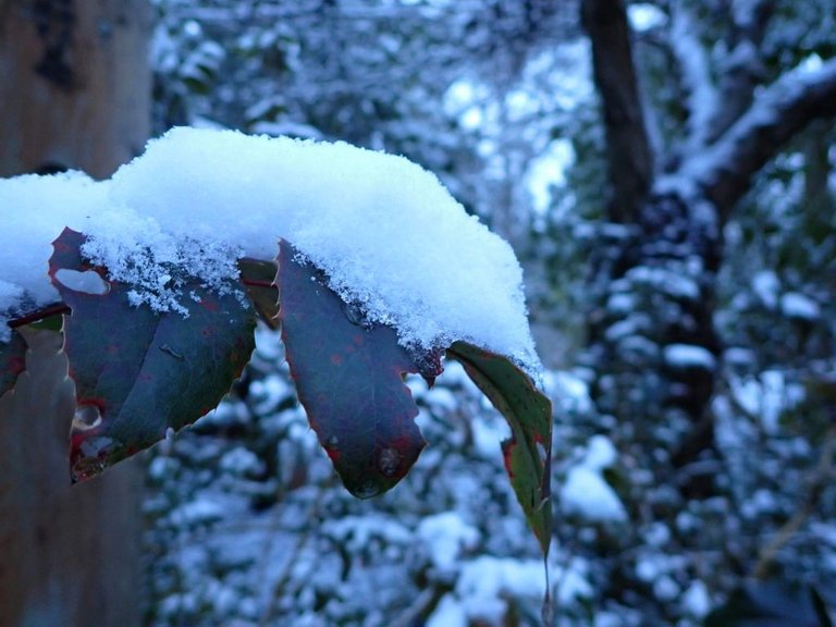 Snow_Covered_Plant_0004.jpg