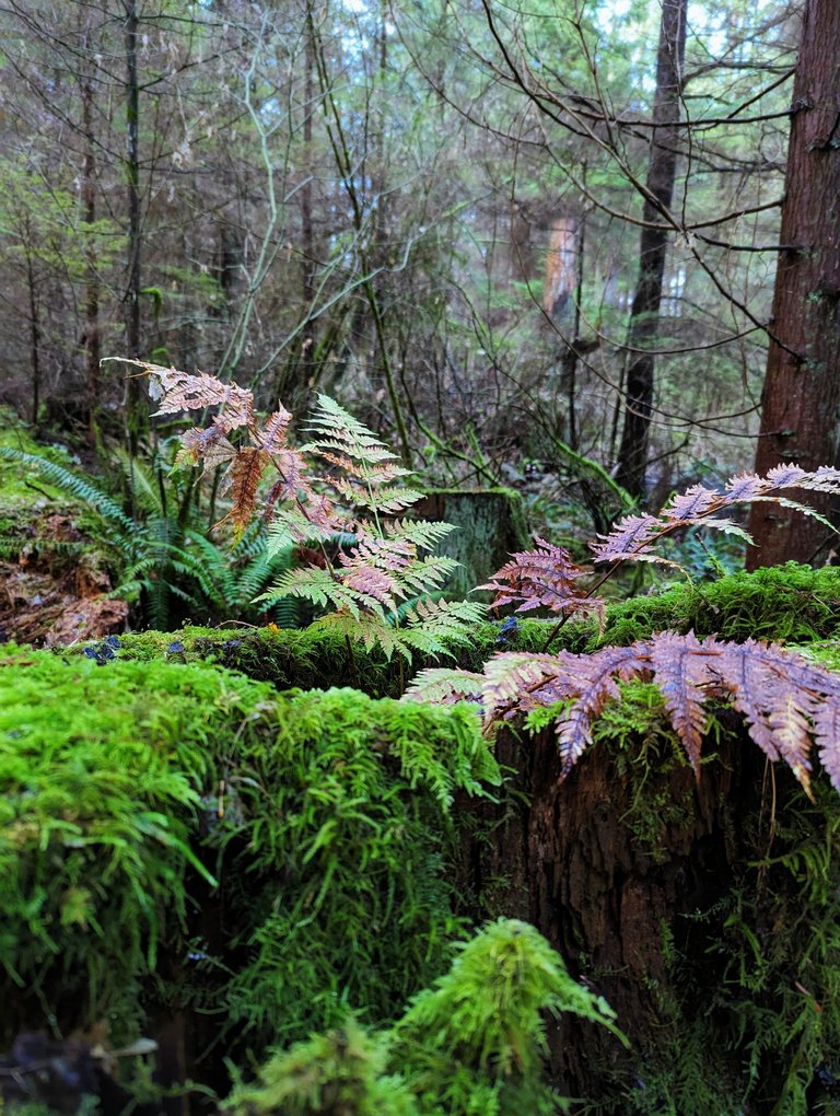 SP_Forest0005.jpg