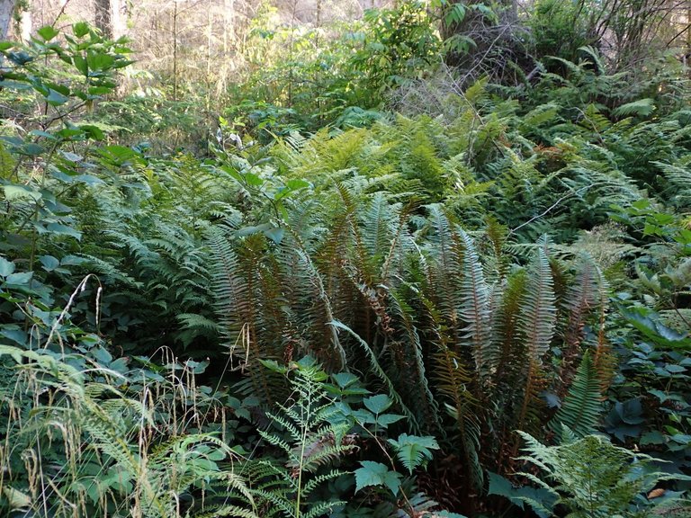 Ferns2.jpg