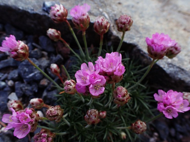 Flowers_Van_Island0008.jpg