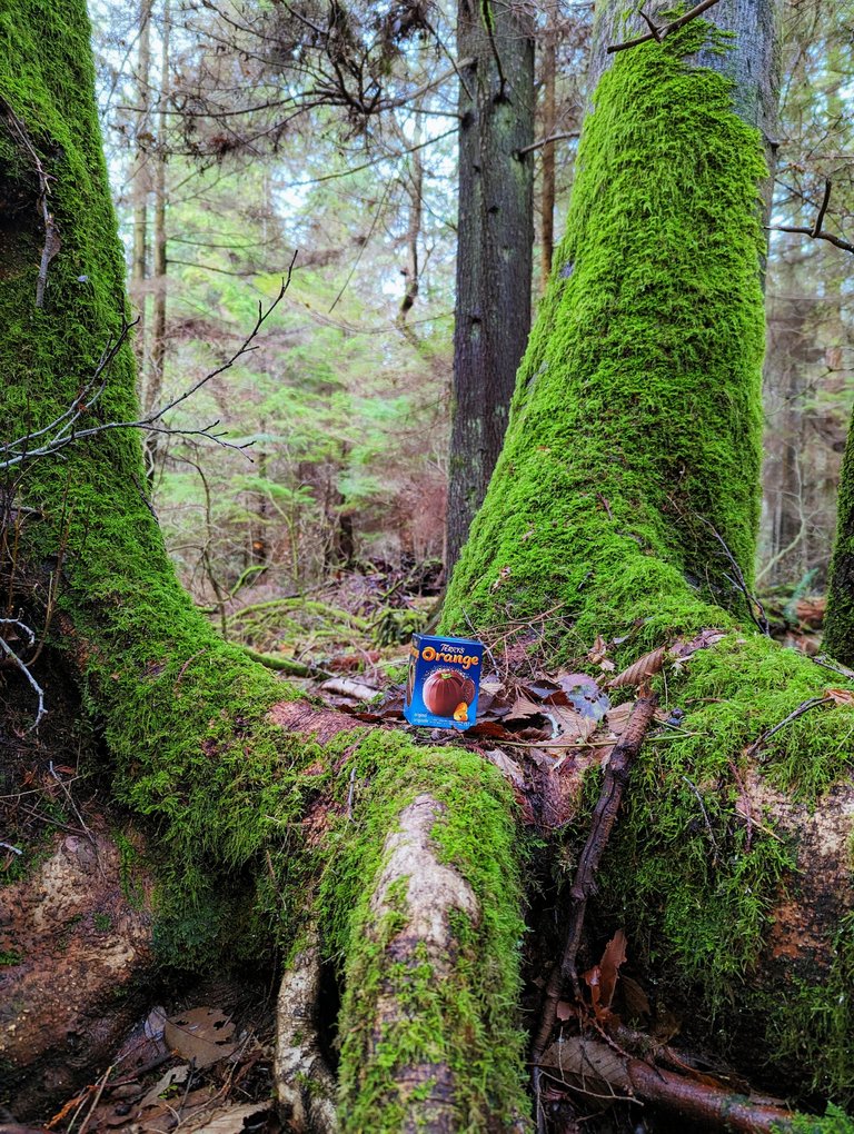 SP_Forest0001.jpg
