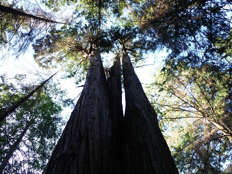 Giant Tree03.jpg