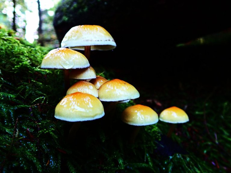 Fungi_Forest_ParkPC010080.jpg