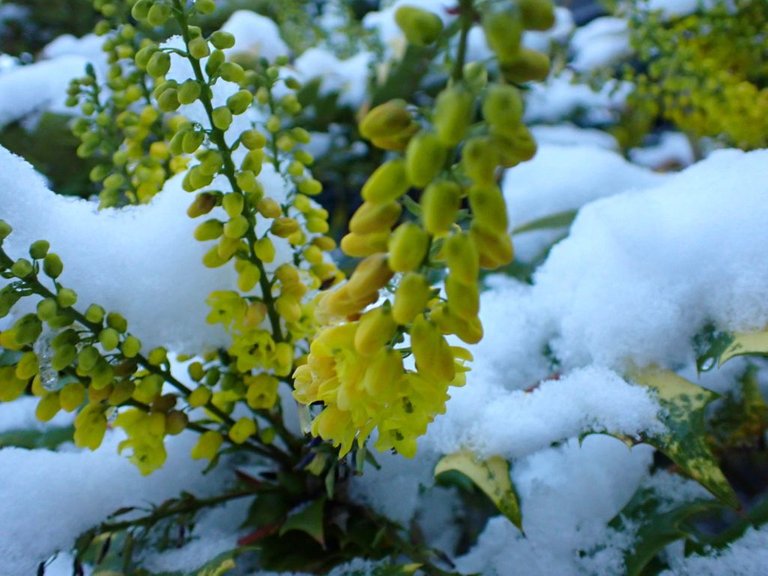 Snow_Covered_Plant_0002.jpg