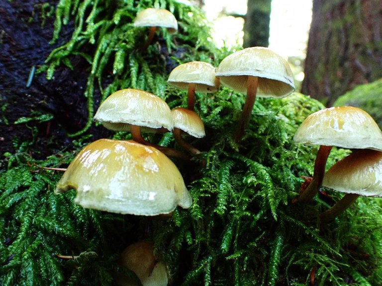 Fungi_Forest_ParkPC010076.jpg