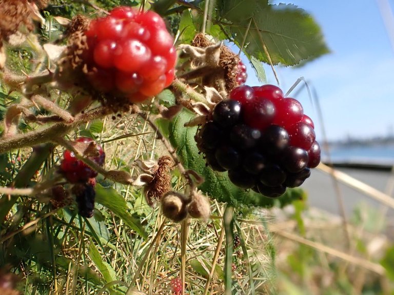 Blackberries02.jpg