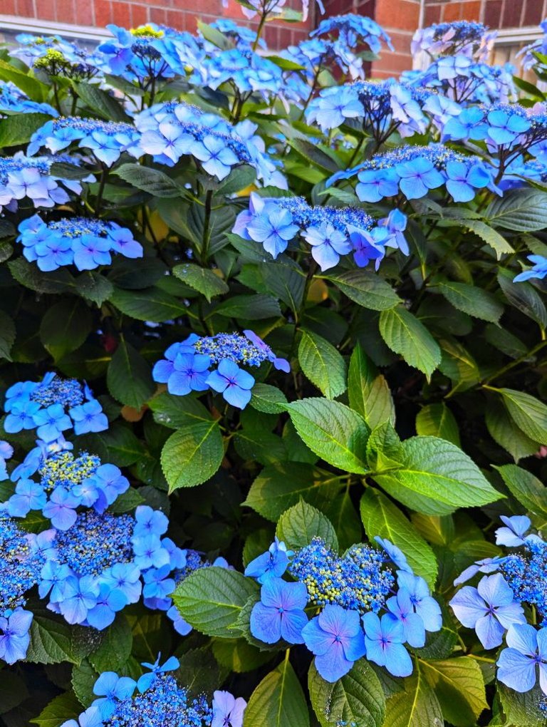 blue flowers.jpg
