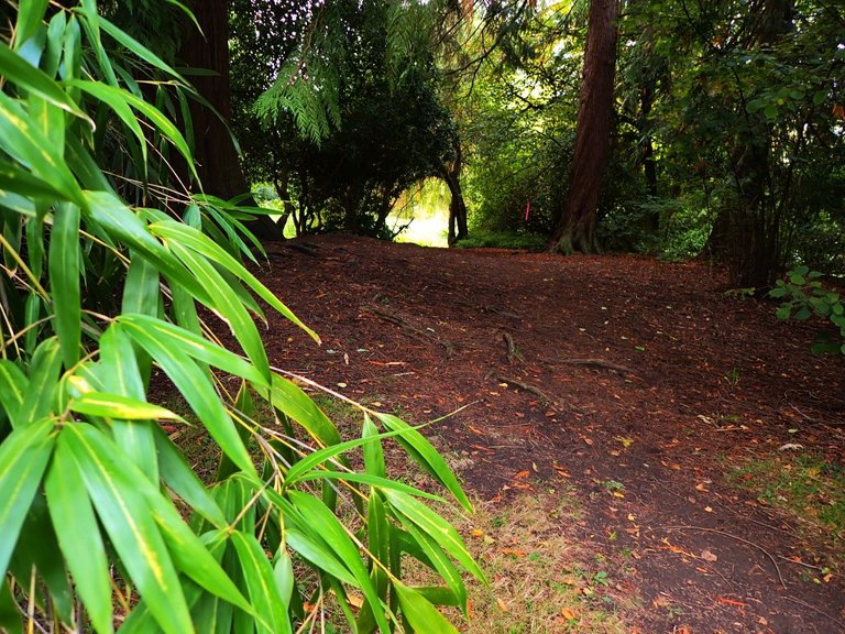 foliage_grove.jpg