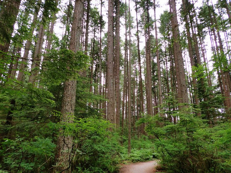 Pacific_Spirit_Park_Salish0022.jpg
