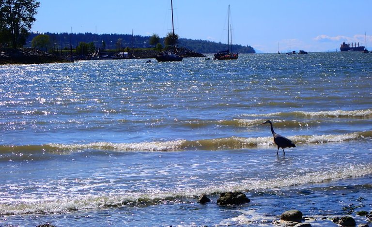 Blue Heron on the Bay04.jpg