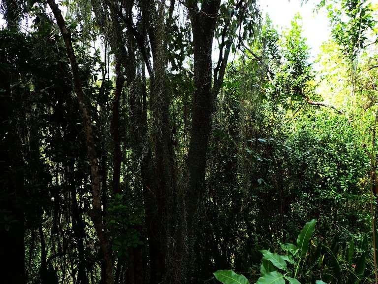 Tres Ojos Environment03.jpg