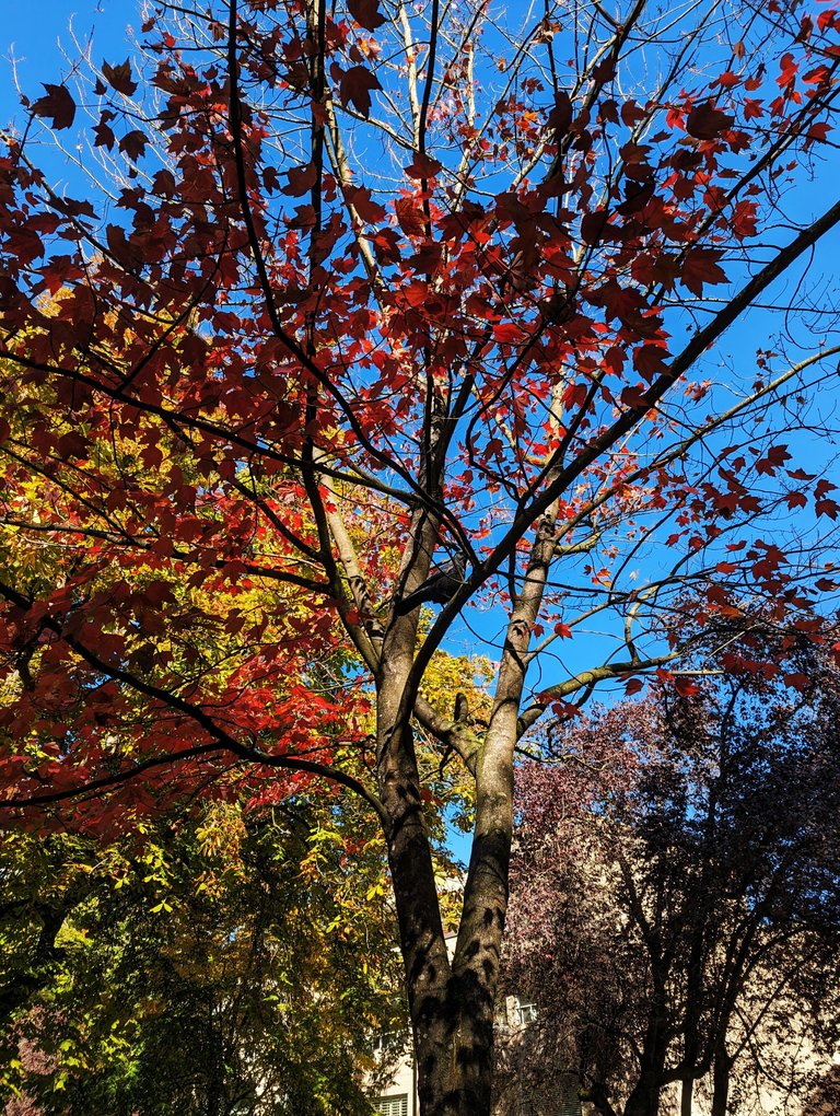 fall_tree_colors0003.jpg