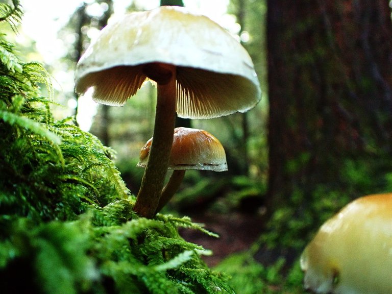 Fungi_Forest_ParkPC010073.jpg