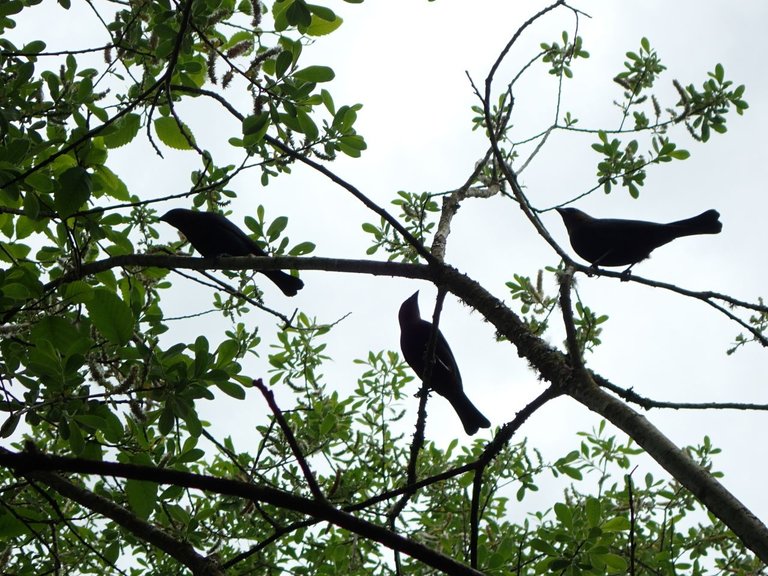 Bird_Sanctuary0005.jpg