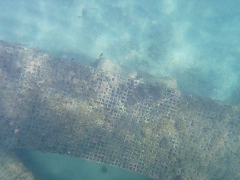 Turtle08.jpg