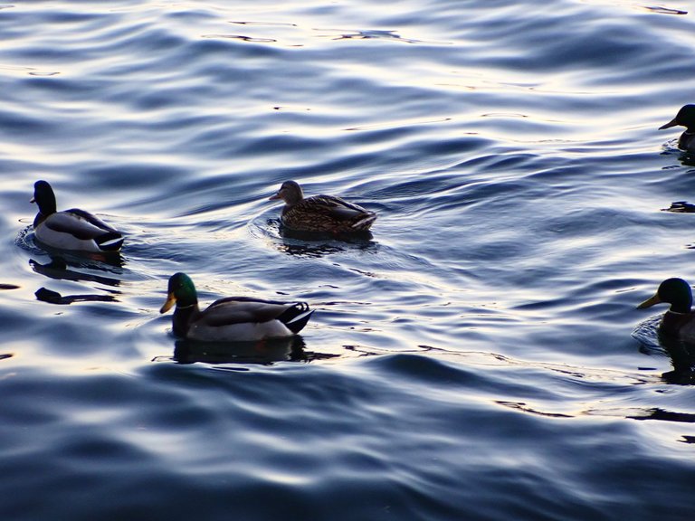 Ocean_DucksPC010182.jpg