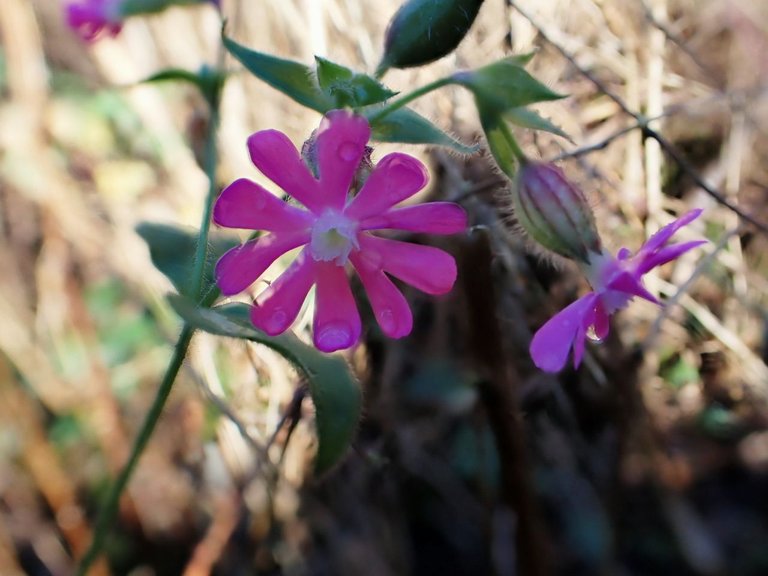 pink_flower.jpg