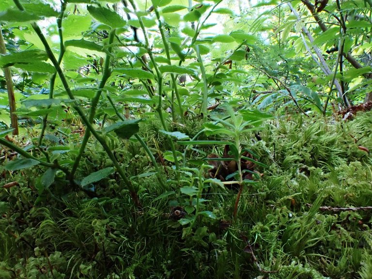 moss.jpg